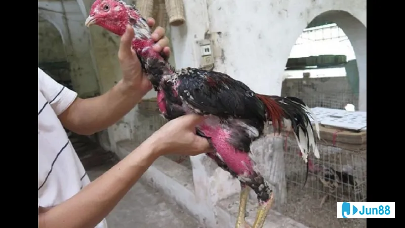 Gà đang tỏ ra rất dạn dĩ