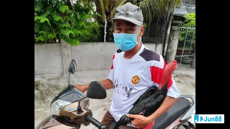 Con gà trắng đang nhìn chăm chú vào