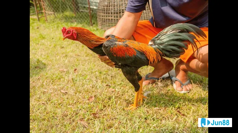 Gà bị bệnh đường ruột nặng