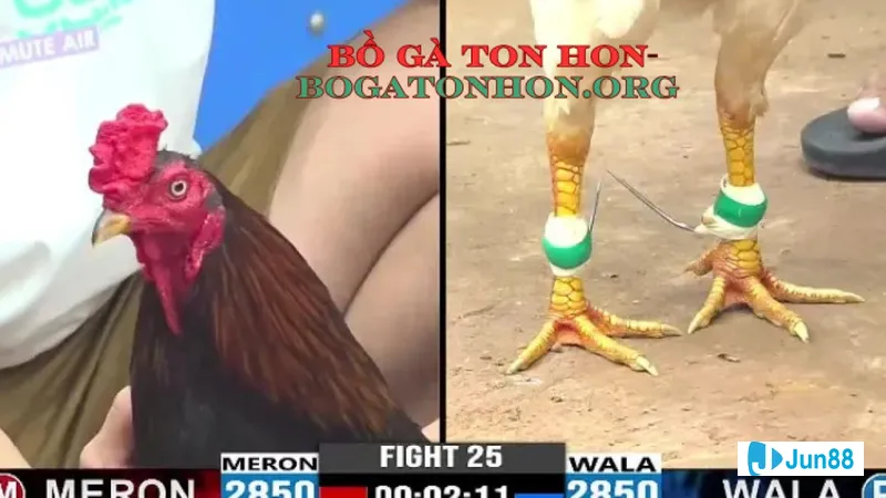 Bồ Gà Tonhon nổi bật với bộ lông