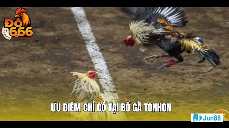 Hệ thống phân cấp trang trại gà