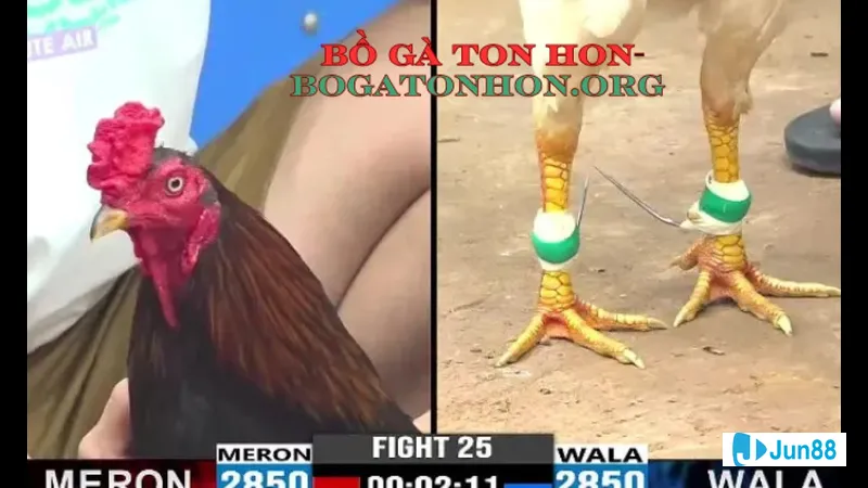 Bồ Gà Tonhon Trải Nghiệm Độc Đáo