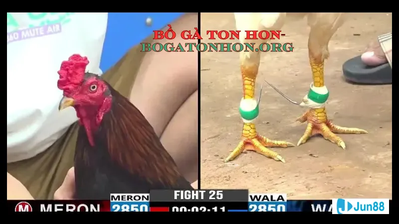 Những lợi ích khi tham gia bồ gà