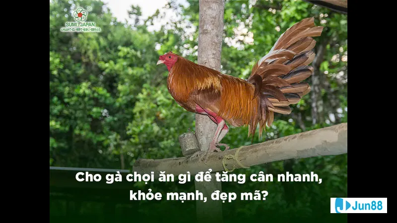 Xác định trọng lượng và mục tiêu