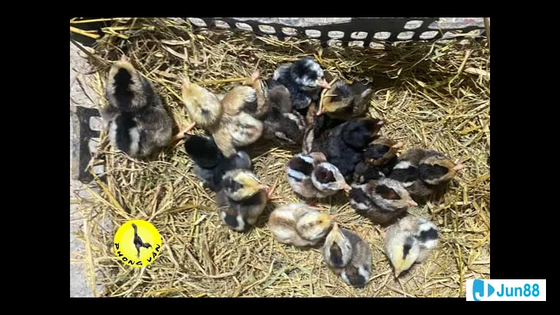 Chuồng trại cho gà chọi mới nở