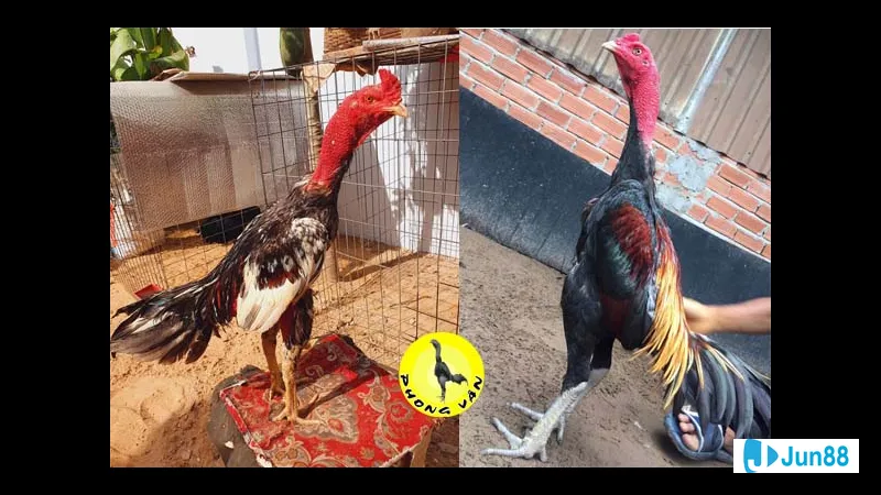 Nài gà giỏi và chuyên nghiệp