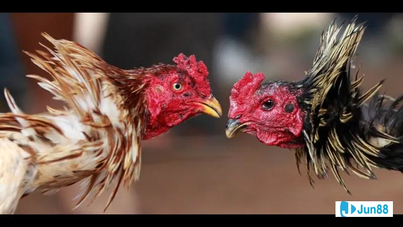 Kỹ thuật đổ gà đá