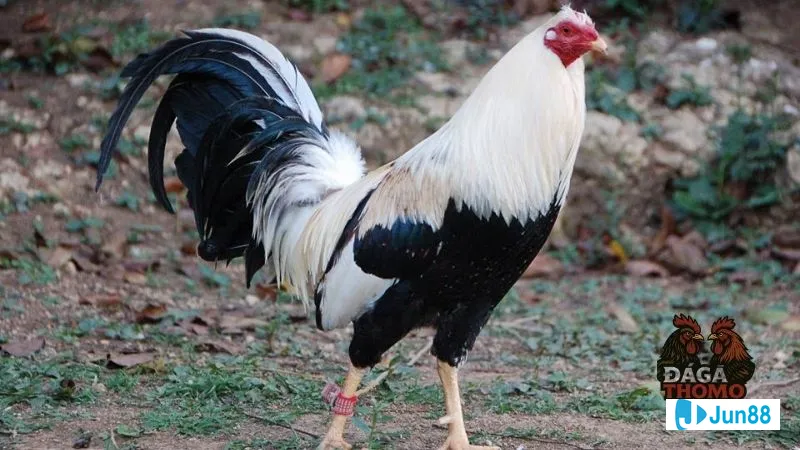 Minh họa cho gà đá Mỹ cựa sắt