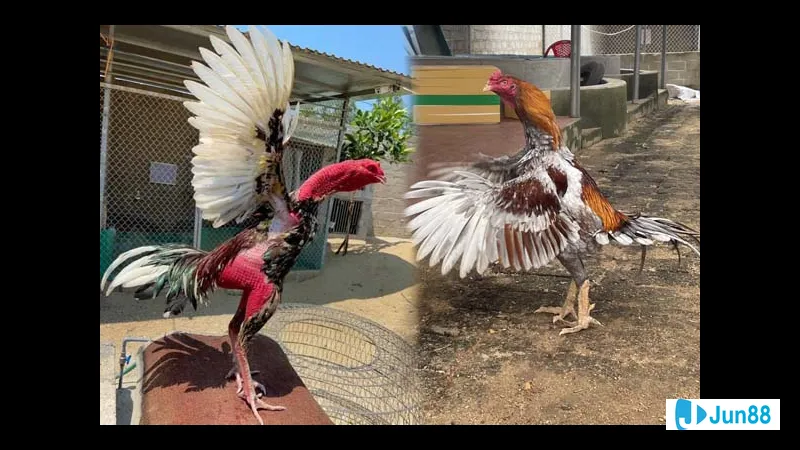 Chó con và mèo con đang chơi đùa