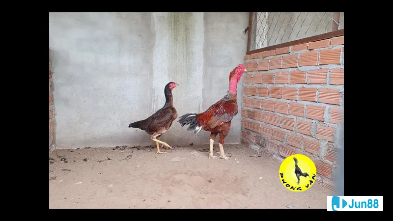 Gà chọi đồng huyết thống