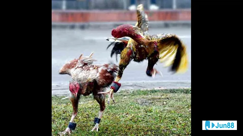 Gà trống đứng tự tin trên đồng cỏ