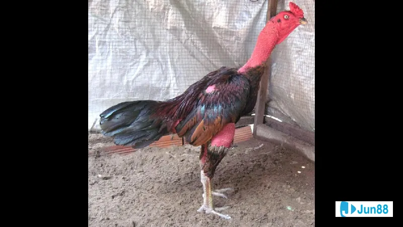 Gà chọi đá khác huyết thống