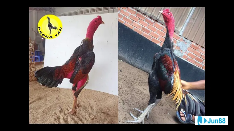 Gà chọi đang chắn đầu nhau