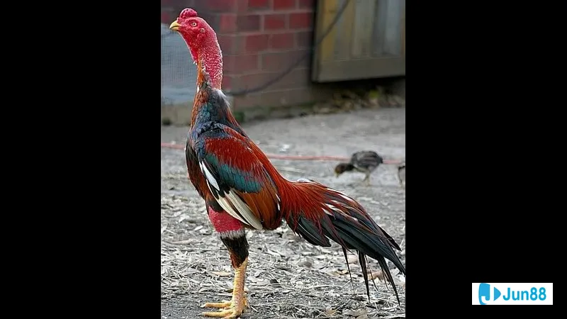 Gà chọi đá đang tập trung sức mạnh