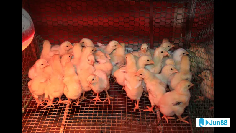 Phương pháp hỗ trợ chăm sóc gà