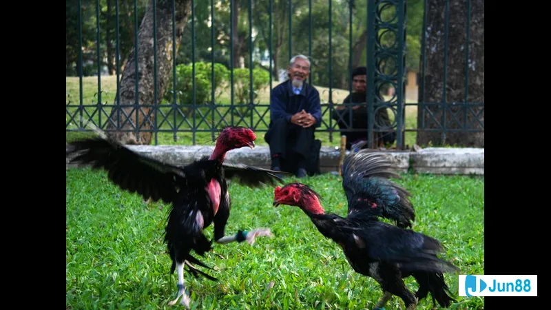Đá mé tự nhiên trong rừng