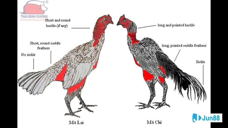 Gà chọi đang chọn lối để lao vào