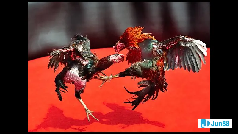 Lối đá trong huấn luyện