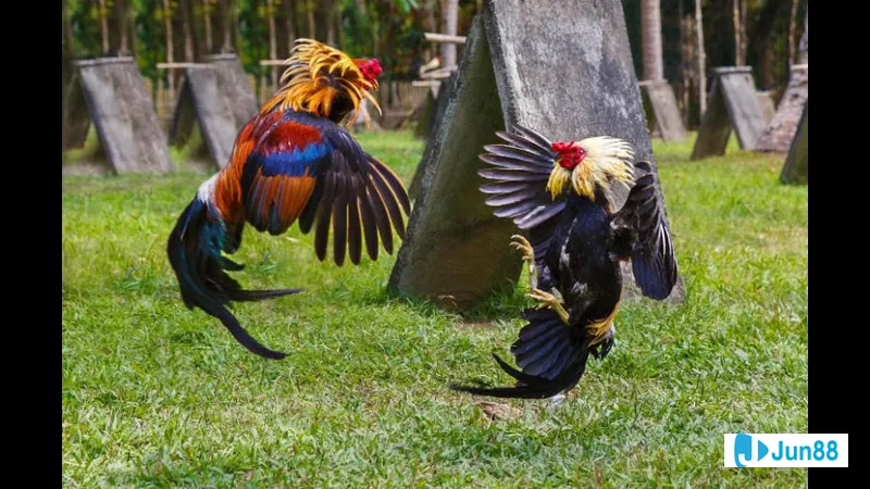 Lối đá gà chọi đặc trưng