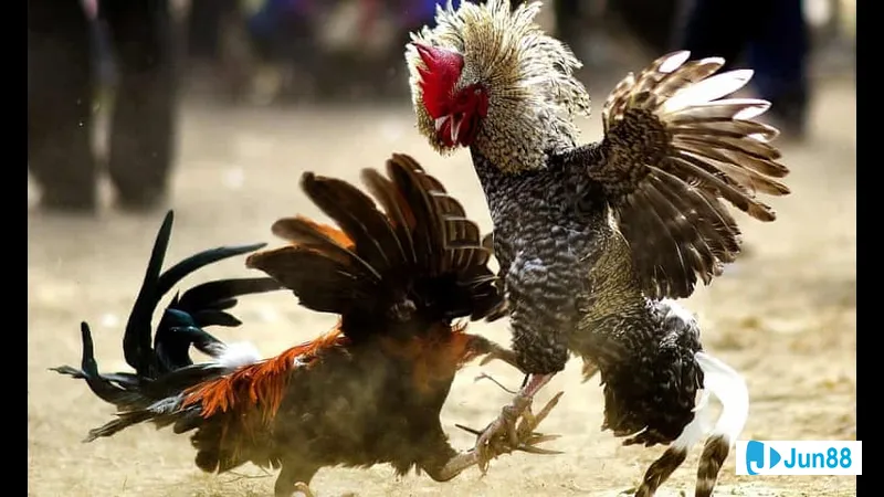 Lối đá sỏ nổi bật