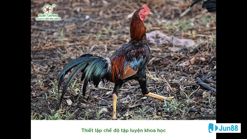 Lối đá gà chọi phổ biến