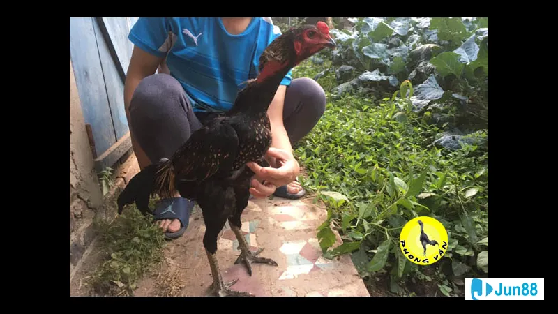 Đá dọc đẹp tự nhiên