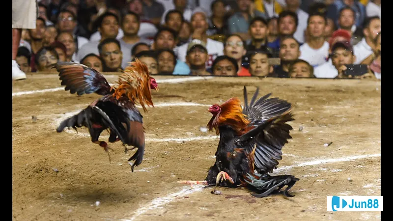 Chiến kê được huấn luyện