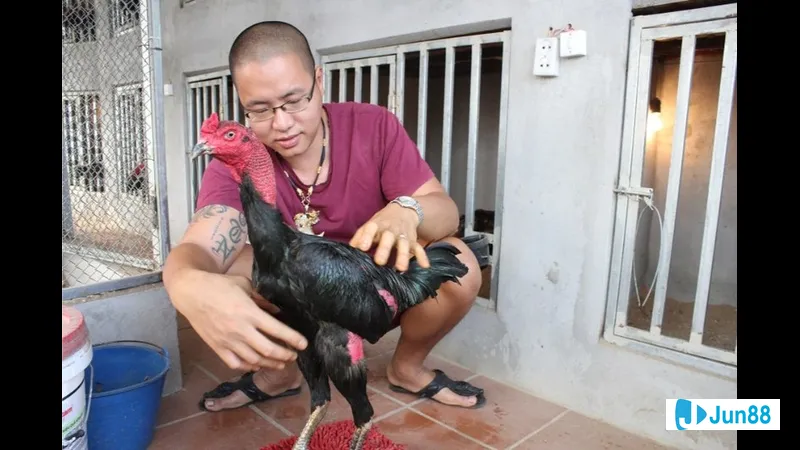 Chiến kê tập trung vào việc điều khiển