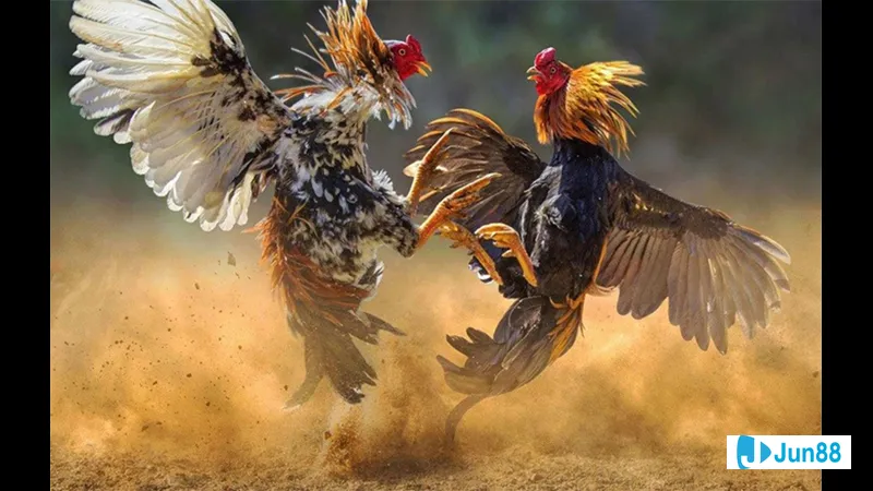 Nắm đòn lối gà đá