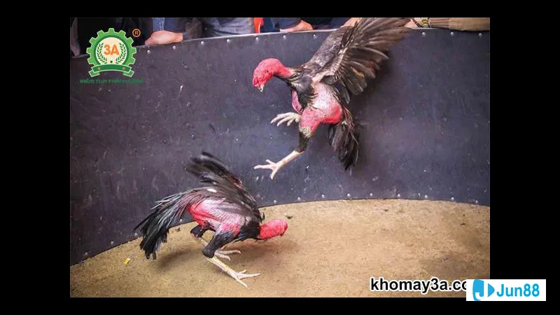 Kỹ năng chọn chiến kê