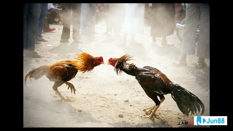 Chọn chiến kê kỹ năng