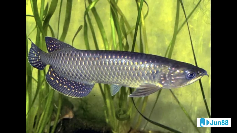 Bản chất và cách chơi